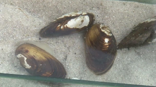 Cozze d’acqua dolce per monitorare le microplastiche nel lago d’Orta: al via un innovativo progetto ambientale
