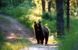 Valgrande - Orso vicino alla tenda: paura per due escursionisti tedeschi