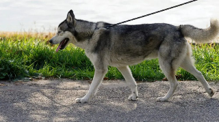 Verbania - Vigili in borghese per multare chi non raccoglie i bisogni dei cani