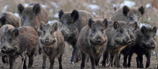 Il Piemonte stanzia oltre 3,6 milioni per risarcire i danni da fauna selvatica